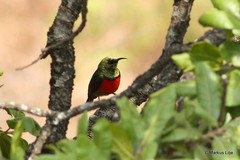 Cinnyris ludovicensis