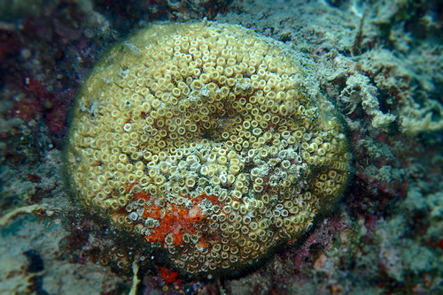Mediterranean Pillow Coral
