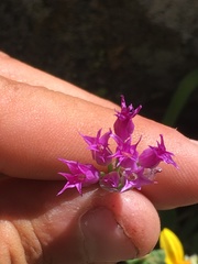 Allium brevistylum