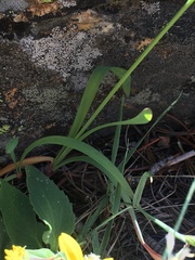 Allium brevistylum
