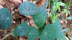 Stephania cephalantha