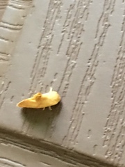 Zygaenoidea