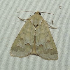 Acronicta hasta