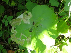 Acidia cognata