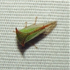 Stictolobus borealis