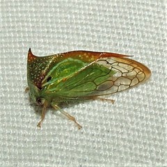 Stictolobus borealis