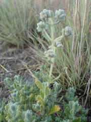 Teucrium capitatum