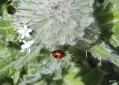 Coccinella monticola