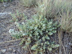 Teucrium capitatum