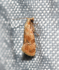 Cochylis bucera