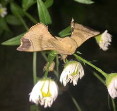 Bombyx mandarina