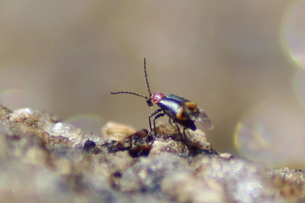 Axinotarsus nigritarsis