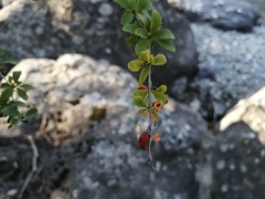 Berberis sibirica