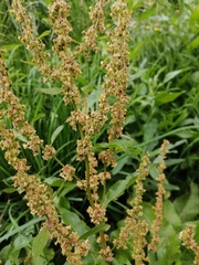 Rumex obtusifolius