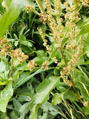 Rumex obtusifolius