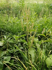 Rumex obtusifolius