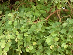 Piliostigma reticulatum