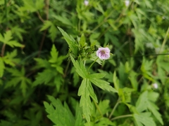 Geranium sibiricum