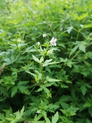 Geranium sibiricum