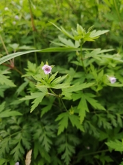 Geranium sibiricum