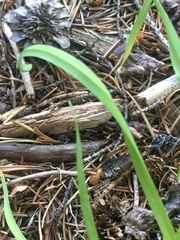 Allium brevistylum
