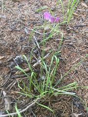 Allium brevistylum