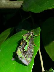 Eudocima smaragdipicta