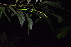 Ahaetulla mycterizans