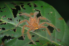 Heteropoda davidbowie