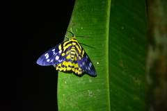 Dysphania subrepleta