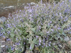 Nepeta sibirica