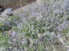 Nepeta sibirica