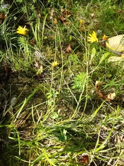 Hieracium porrifolium