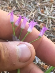 Allium brevistylum