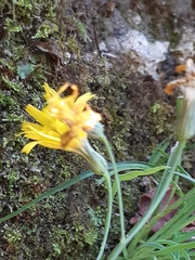 Hieracium porrifolium