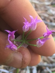 Allium brevistylum