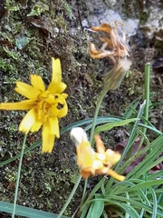 Hieracium porrifolium