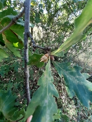Andricus galeatus