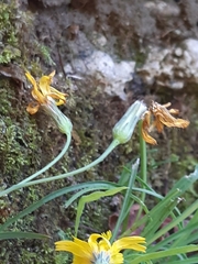 Hieracium porrifolium