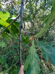 Andricus galeatus