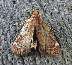 Hypsopygia intermedialis