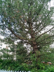 Pinus sibirica