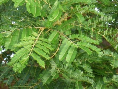 Parkia biglobosa