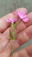Silene dioica