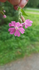 Silene dioica
