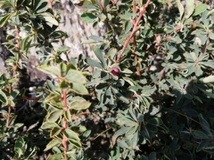 Berberis sibirica