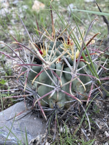Glandulicactus crassihamatus