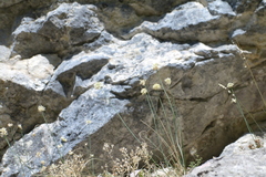 Allium marschalianum