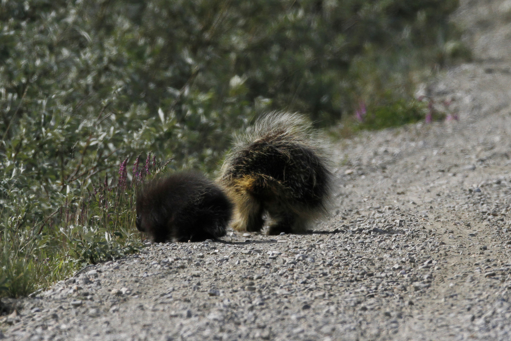 North American Porcupine From Nome AK USA On June 12 2016 At 10 11   Large 