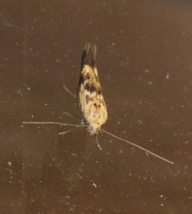 Scythris limbella